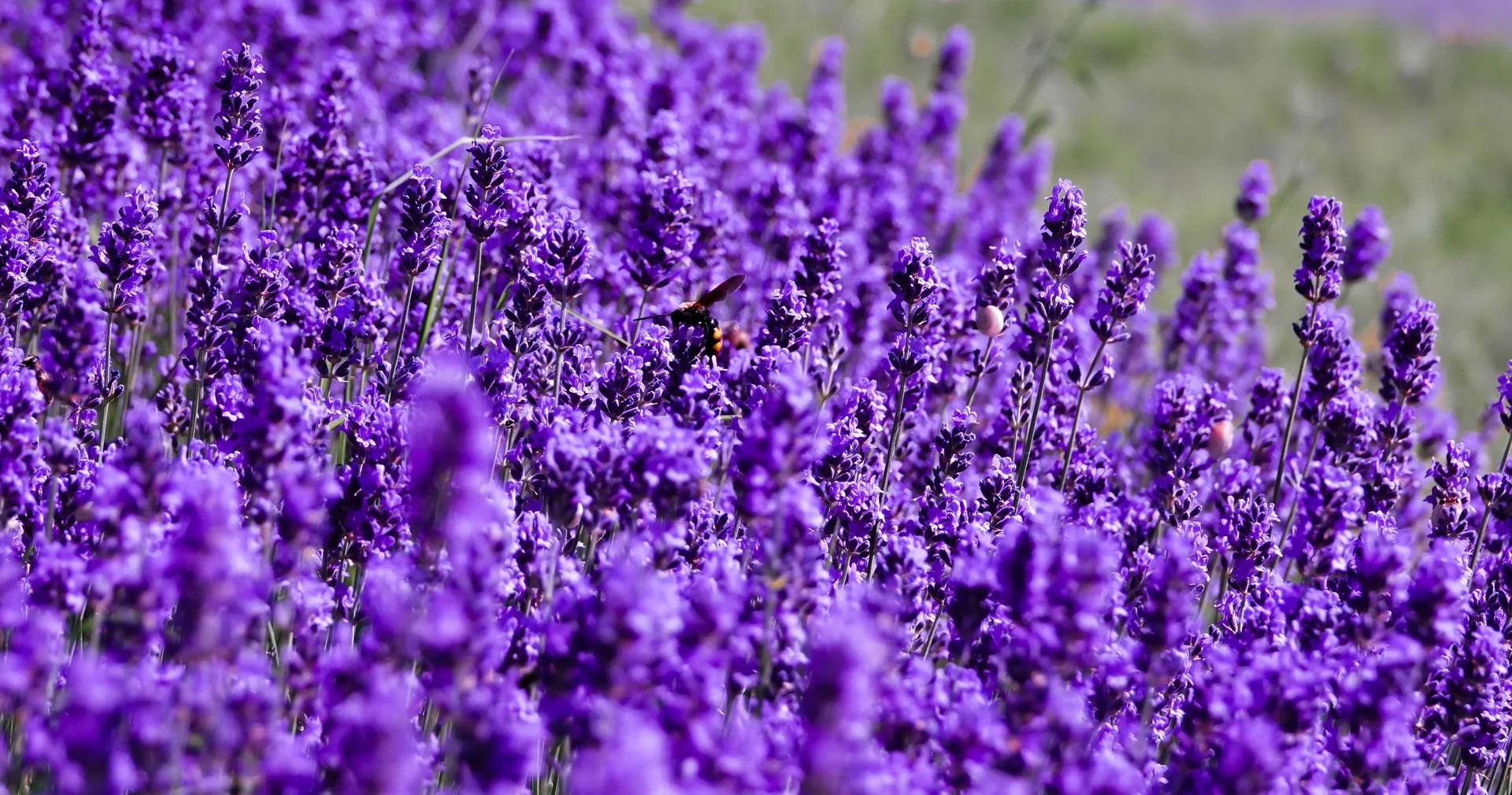 Día Lavanda
